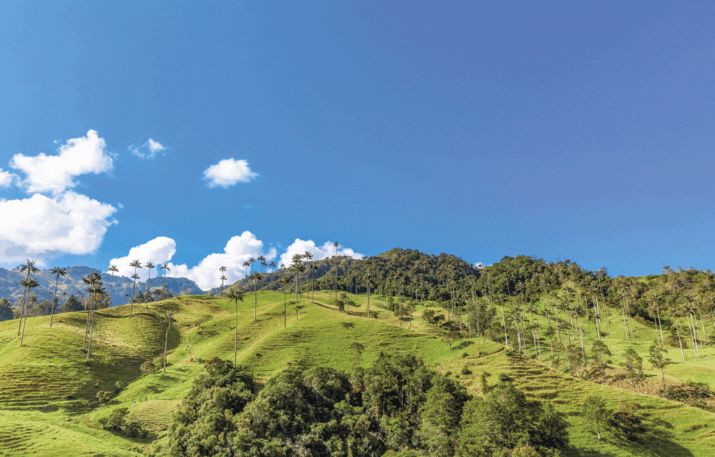 Caldas florece entre las nubes: la reinvención del departamento biodiverso que lo tiene todo por descubrir Caldas