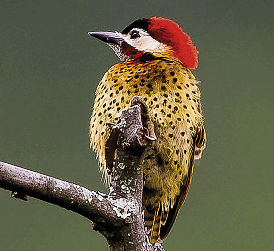 Caldas florece entre las nubes: la reinvención del departamento biodiverso que lo tiene todo por descubrir Caldas