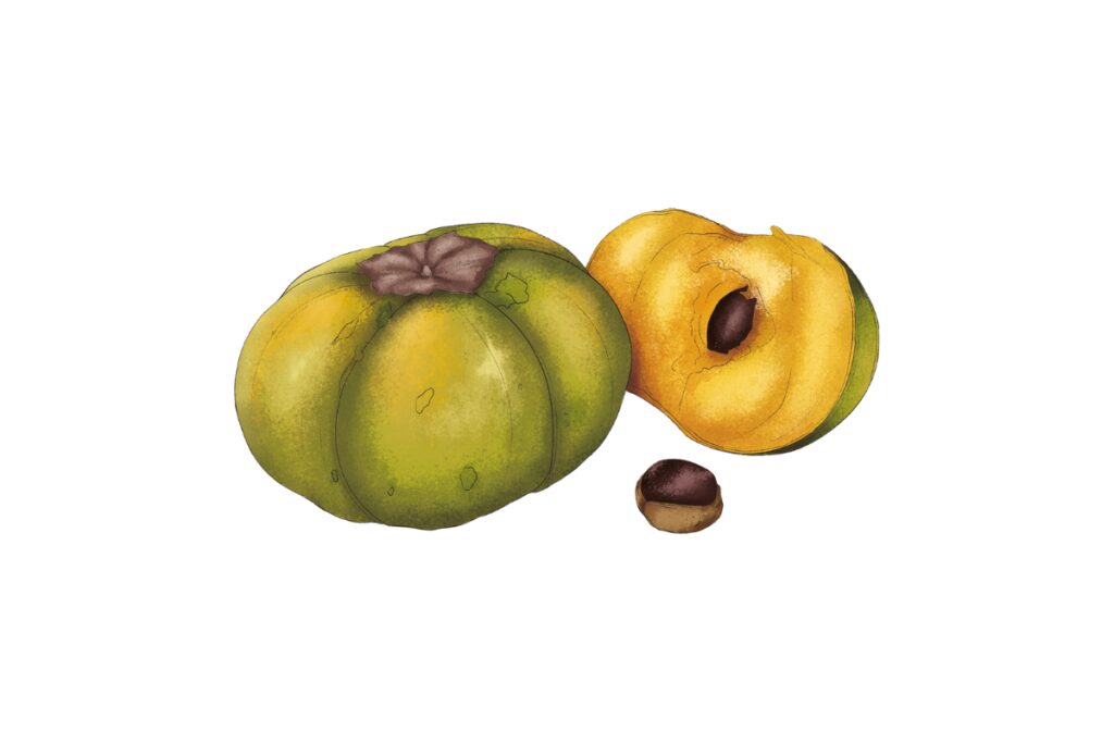 Frutas que cuentan historias: la memoria viva de colombia en la voz de gian paolo dáguer Frutas que cuentan historias: la memoria viva de colombia en la voz de gian paolo dáguer
