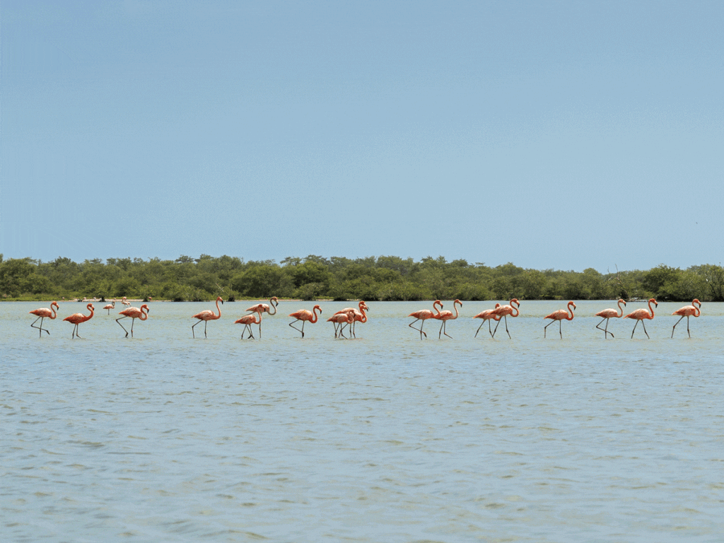 Viaje a la alta guajira: guía de turismo, dunas y cultura wayú Viaje a la alta guajira: guía de turismo, dunas y cultura wayú