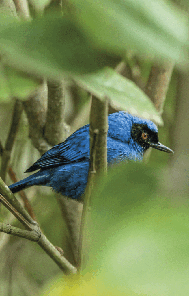 Caldas florece entre las nubes: la reinvención del departamento biodiverso que lo tiene todo por descubrir Caldas florece entre las nubes: la reinvención del departamento biodiverso que lo tiene todo por descubrir