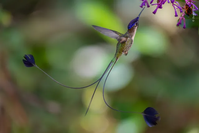 Las 24 mejores fotos de naturaleza, según los Wildlife Photographer of the Year Nuveen People’s Choice Award 2026 un colibrí macho exhibe su larga cola