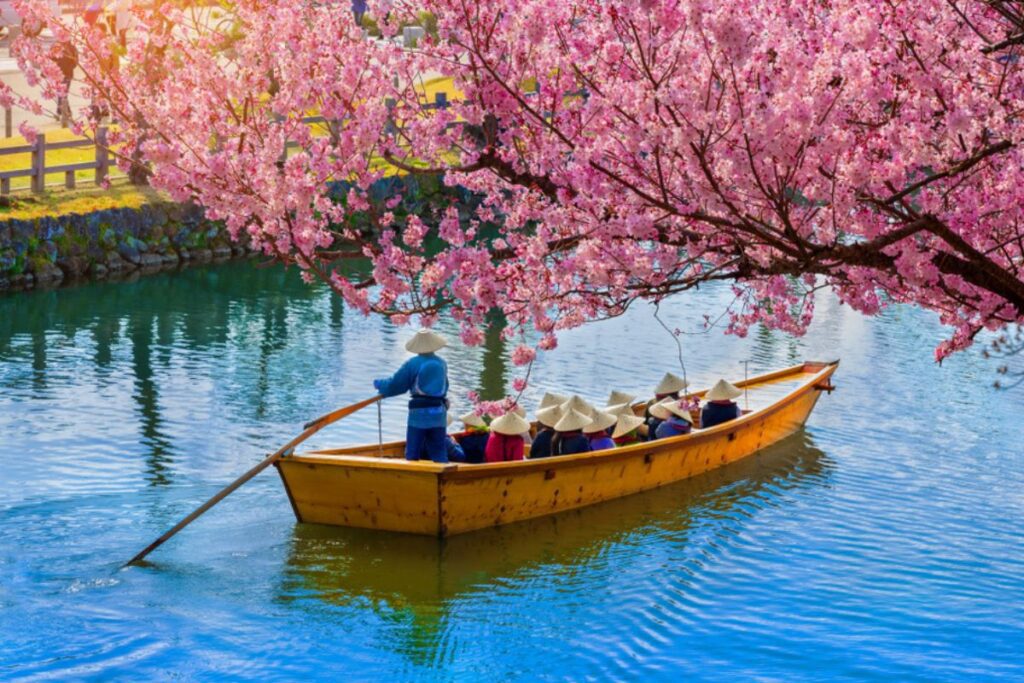 Cruceros turísticos en el canal que rodea el castillo himeji en hyogo, japón durante la temporada de cerezos en flor.