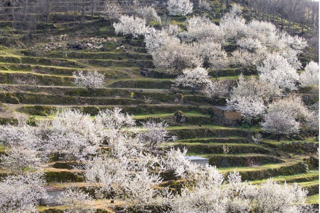 Cerezos en flor en valle del jerte, extremadura, españa