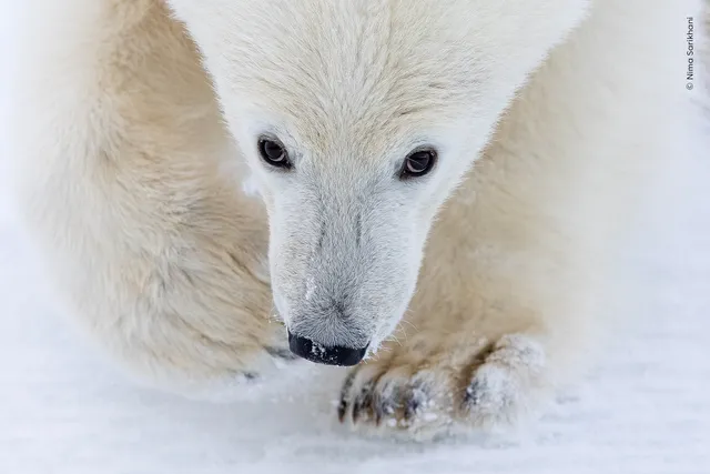Las 24 mejores fotos de naturaleza, según los Wildlife Photographer of the Year Nuveen People’s Choice Award 2026 Cachorro de osos polar mira a la cámara