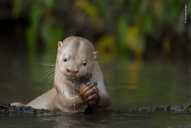 Las 24 mejores fotos de naturaleza, según los Wildlife Photographer of the Year Nuveen People’s Choice Award 2026 una nutria leucística alimentandose