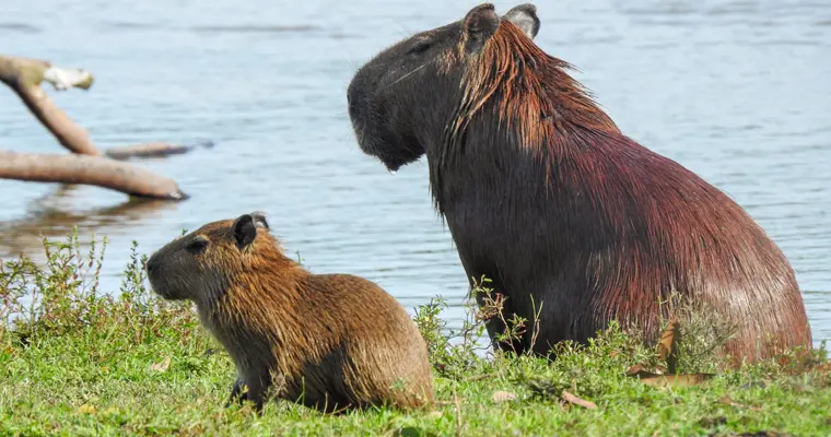 San Luis de Palenque, Casanare