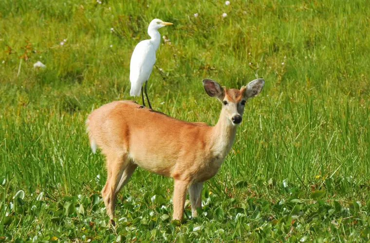 San Luis de Palenque, Casanare