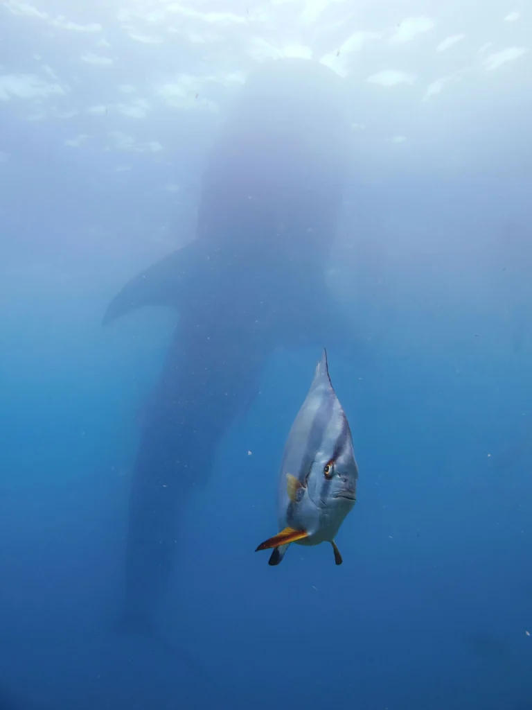 La fotografías más graciosas de animales que llegan a la final de nikon comedy wildlife awards 2026