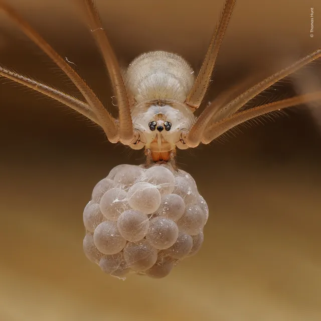 Las 24 mejores fotos de naturaleza, según los Wildlife Photographer of the Year Nuveen People’s Choice Award 2026 una araña de patas largas