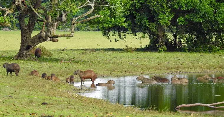 San Luis de Palenque, Casanare