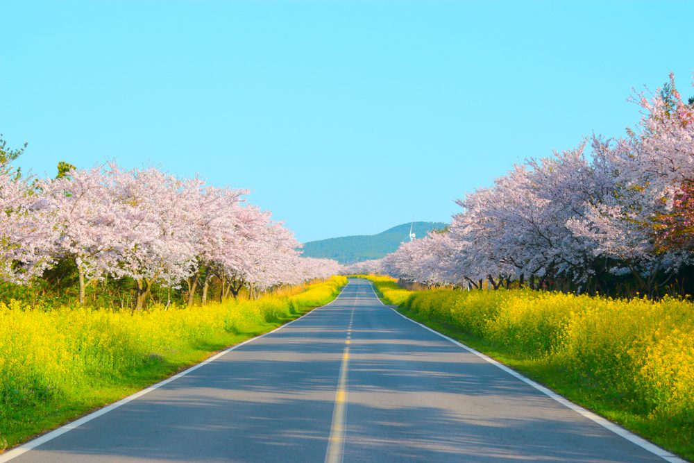Ruta jeonnong-ro, en la ciudad de jeju, corea del sur en temporada de cerezos en flor.
