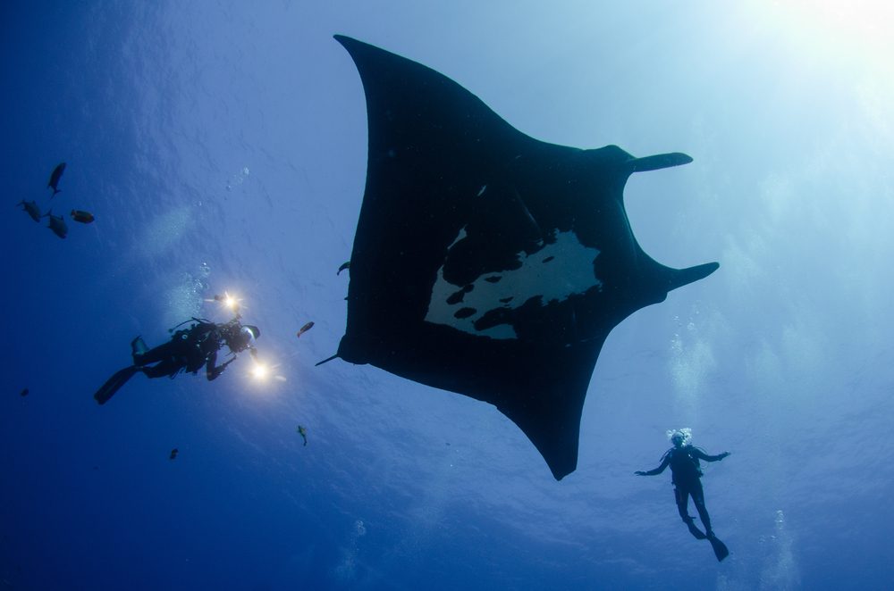 Buceo