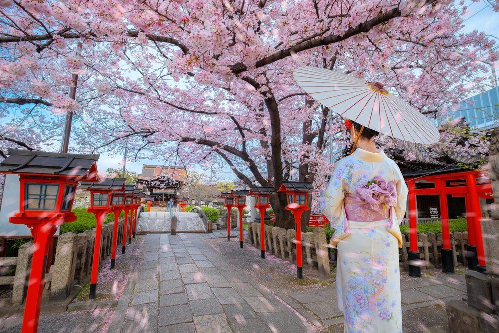 Joven japonesa en kimono durante el período de floración sakura en kioto, japón