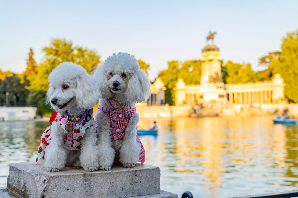 Las ciudades europeas más pet-friendly para viajar con tu mascota Pet friendly países