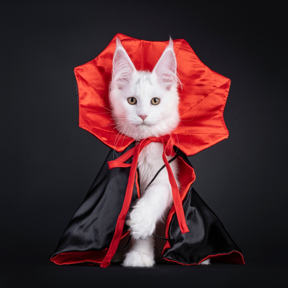 Conozca diferentes planes para gozarse halloween Conozca diferentes planes para gozarse halloween