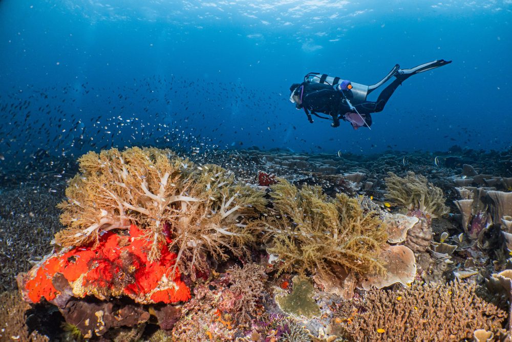 Buceo