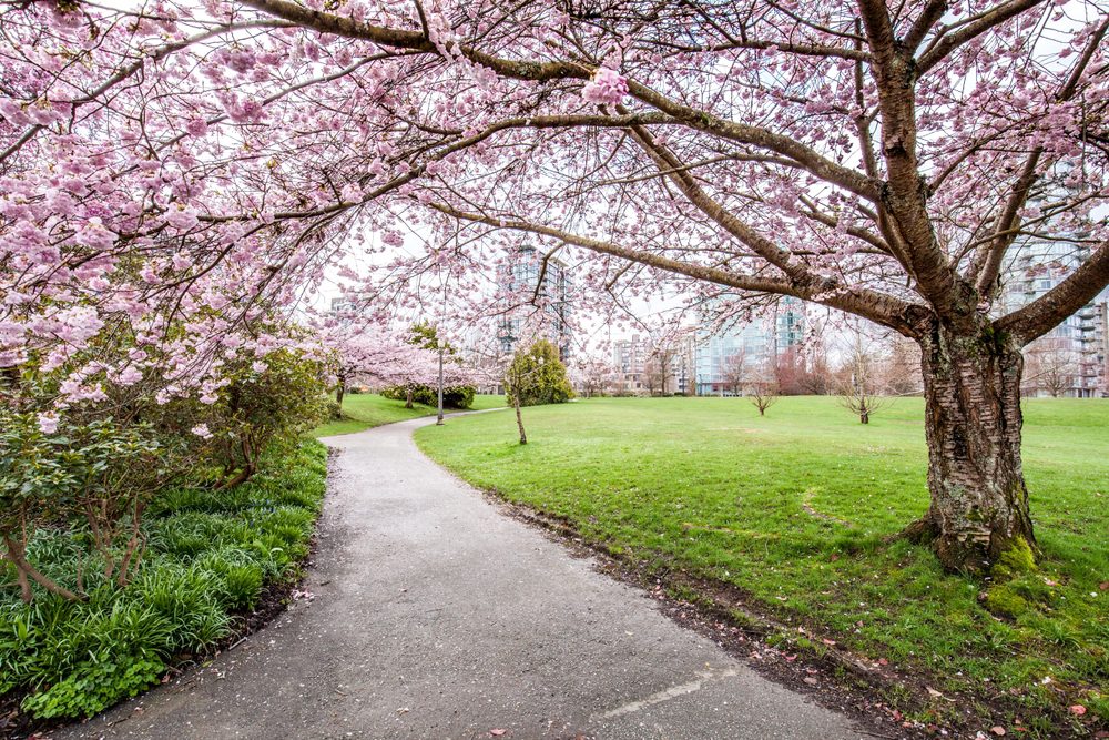 Flores de cerezo en vancouver, columbia británica, canadá,