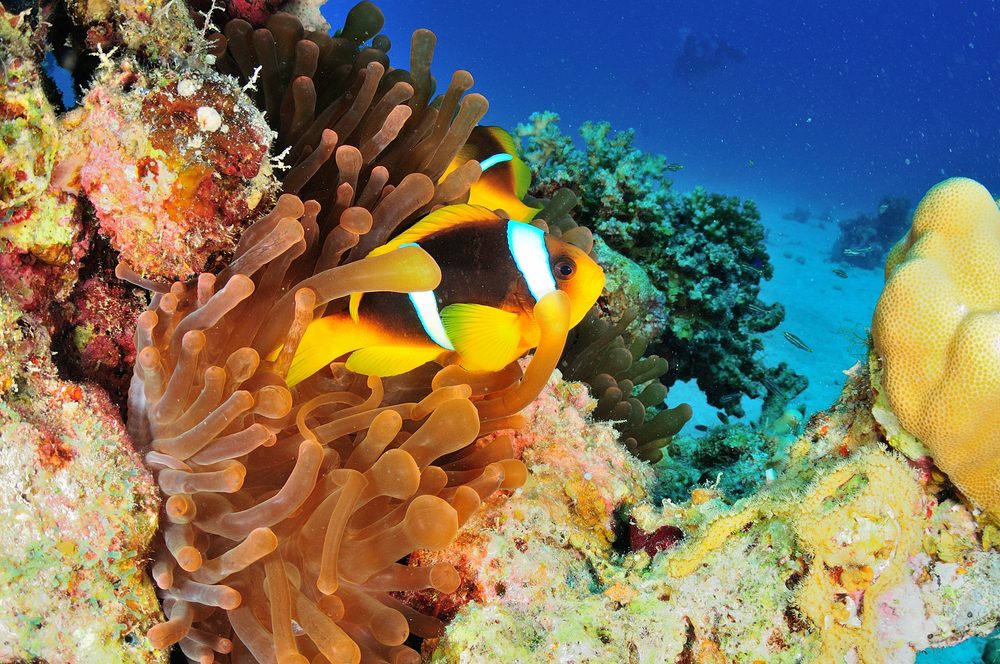 Buceo
