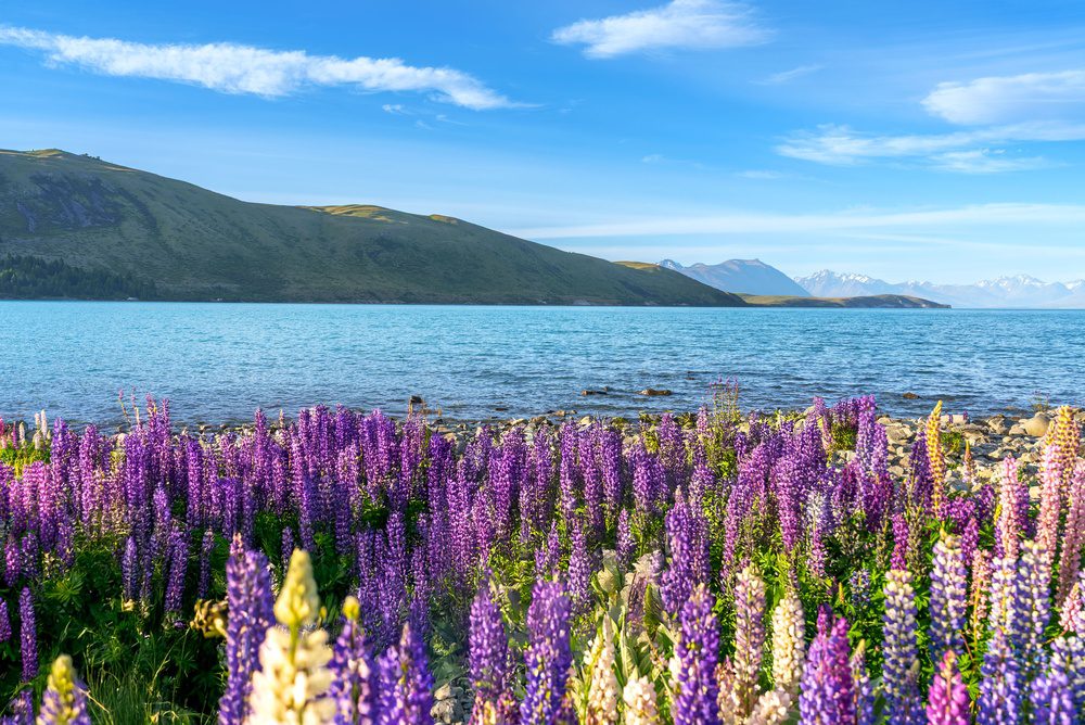 Destinos florales lago tekapo, isla sur, nueva zelanda