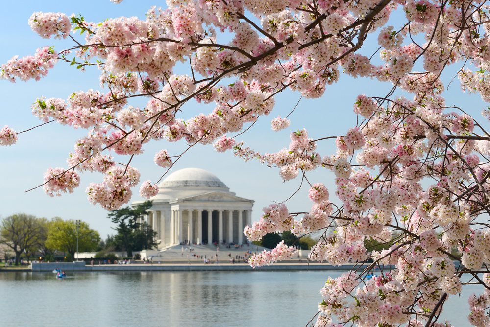 Cerezos en flor en washington dc